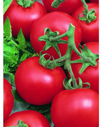 Best Boy Tomato