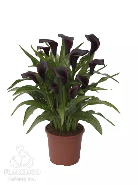 Calla Lily Black Hero Bulbs (4 Bulbs)