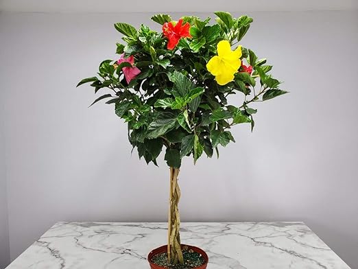 3 Gallon Braided Hibiscus Tree Mixed Four Colors
