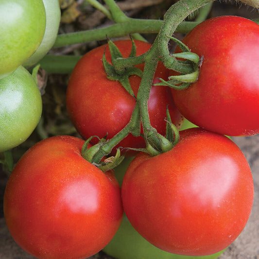Defiant Tomato