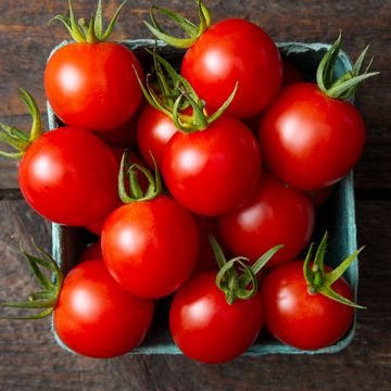 Container Garden (7 Pack)
