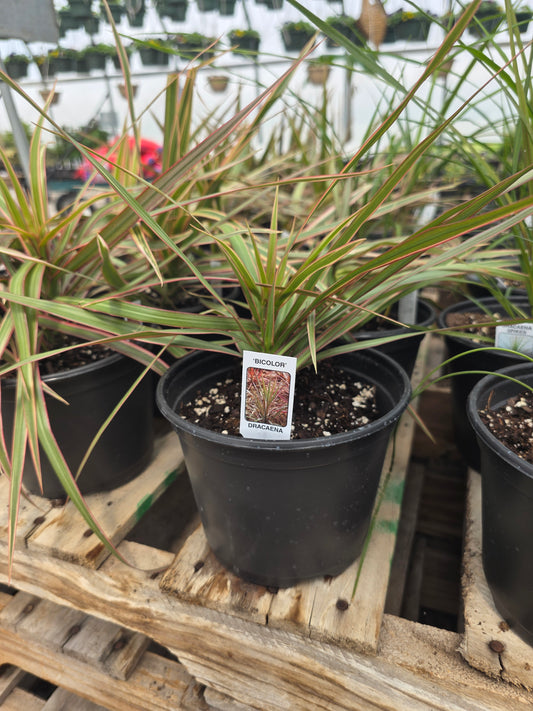 Dracaena "Bi color"