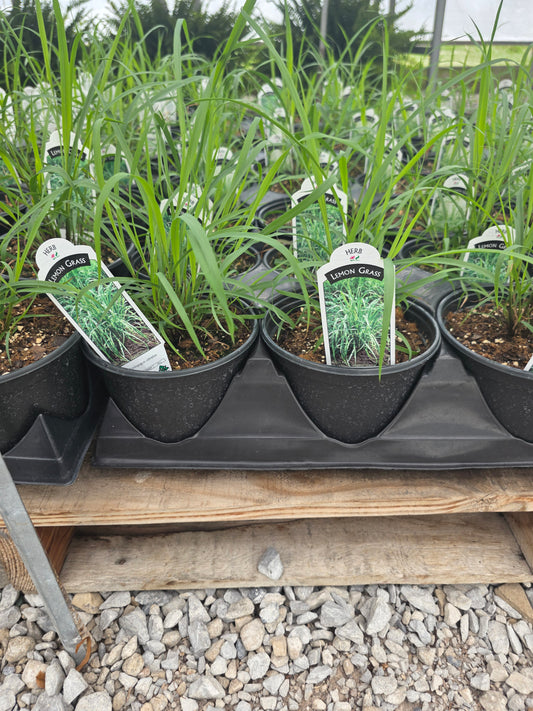 Lemon Grass