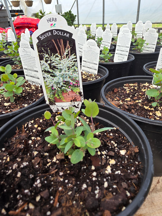 Eucalyptus 'Silver Dollar'