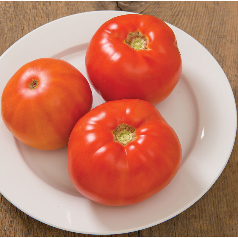 Skyway Tomato