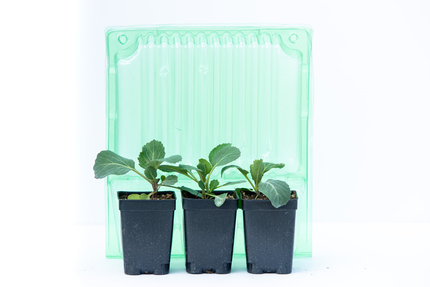 Nevada Summer Crisp Lettuce