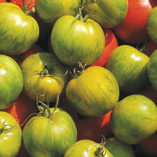Green Zebra Tomatoes