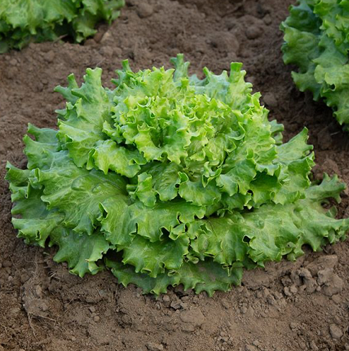 Muir Greenleaf Lettuce