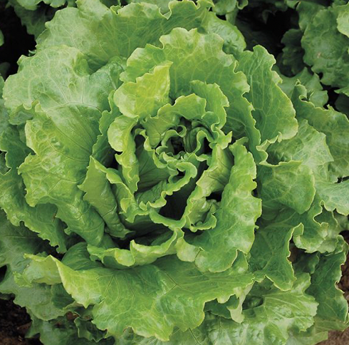 Nevada Summer Crisp Lettuce