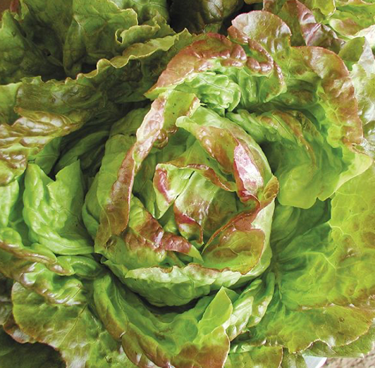 Pirat Butterhead Lettuce
