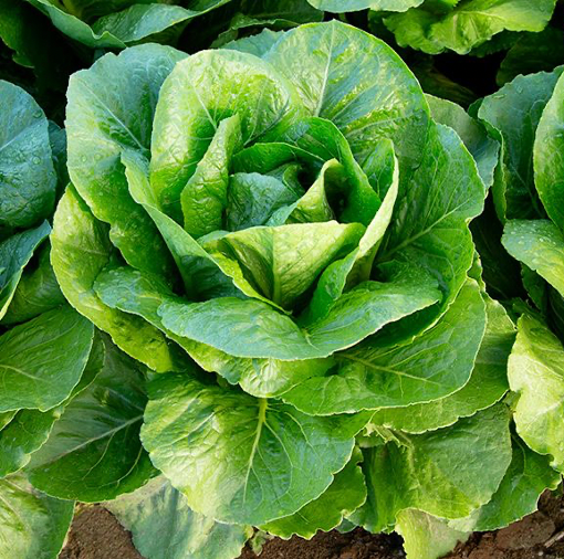 Rainier Green Romaine Lettuce