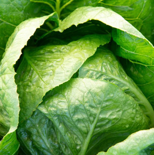 Rainier Green Romaine Lettuce