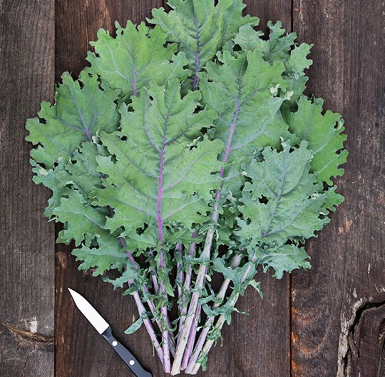 Red Russian Kale
