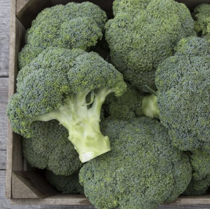 Covina F1 Broccoli