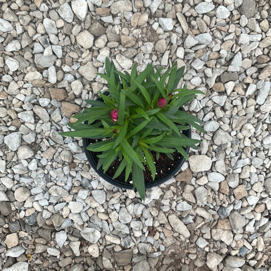 Bracteantha Mohave