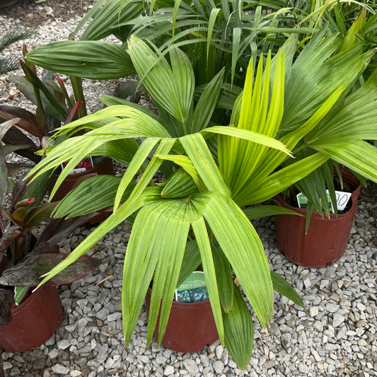 10" Pot Chinese Fan Palm