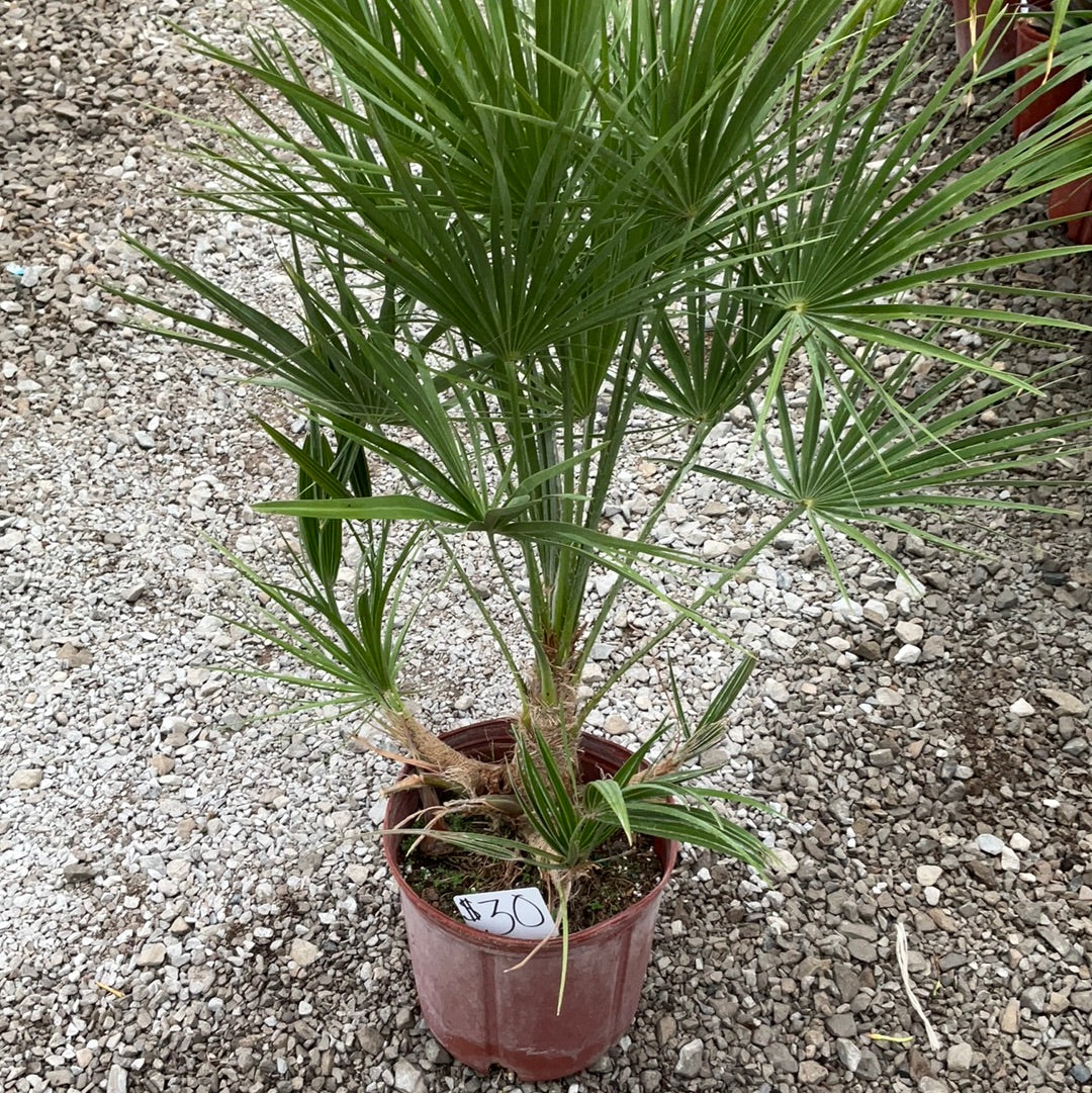 10" Pot European Fan Palm