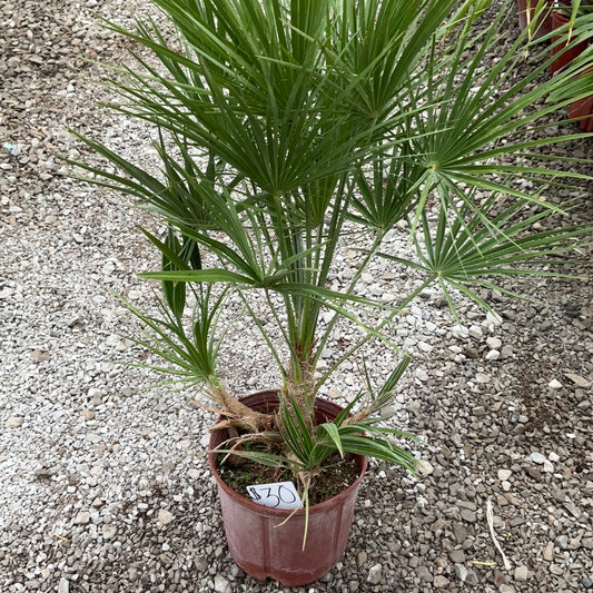 10" Pot European Fan Palm