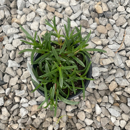 Delosperma Ocean Sunset Orange Glow