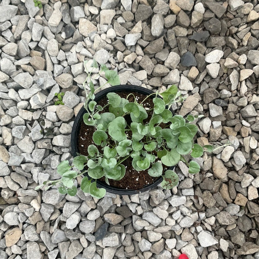 Silver Nickel Vine or Silver Falls Dichondra