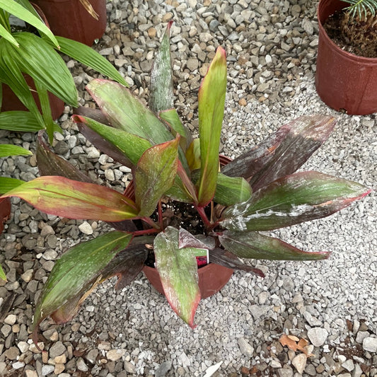 1 Gallon Hawaiian Cordyline
