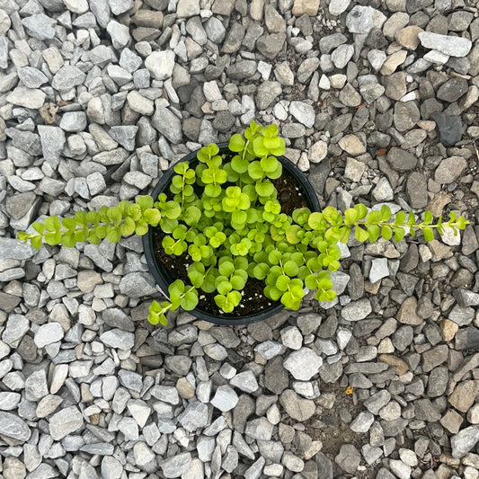 Creeping Jenny 'Goldilocks'